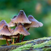 Mycena inclinata 2 